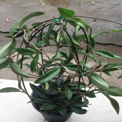 心叶球兰怎样养