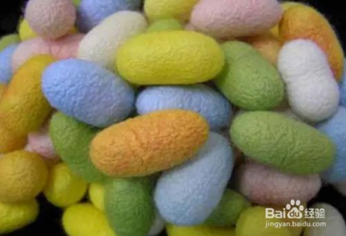 彩色蚕茧是怎么形成的