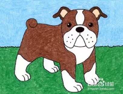 如何画斗牛犬
