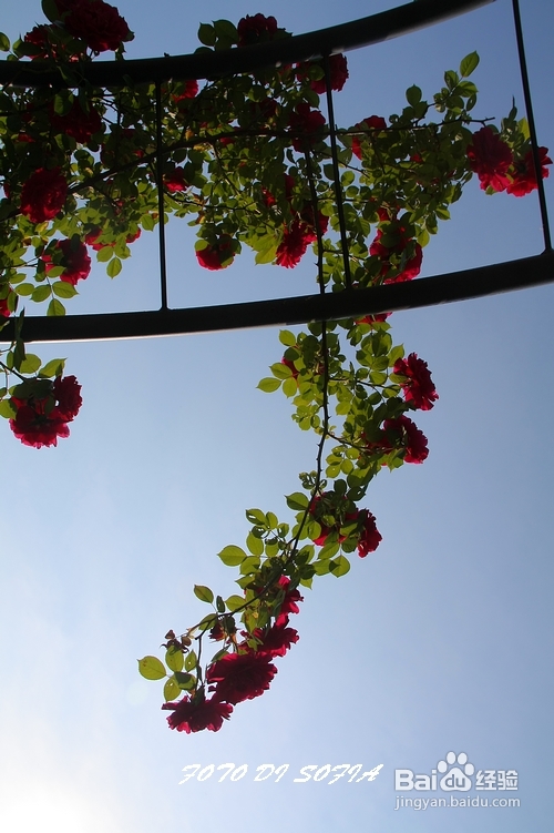 [转载]攀上梦的边缘开放