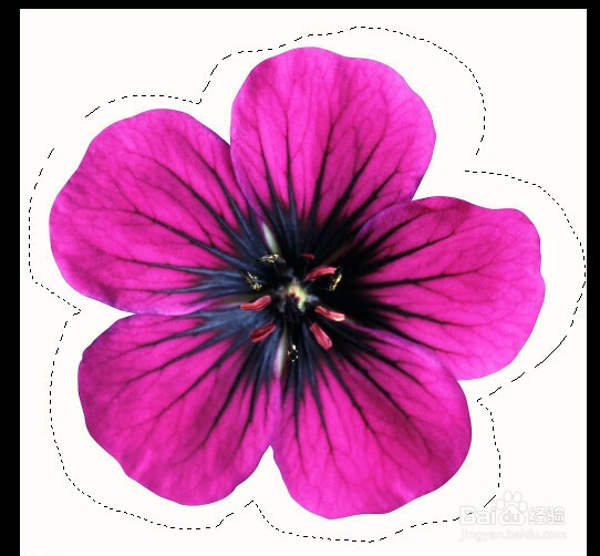 PS快速入门：[3]套索与魔棒