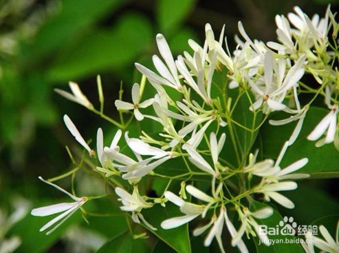 卧室里放这些花会有这么大的危害千万不能放