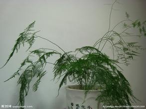 秋季盆花的管理经验