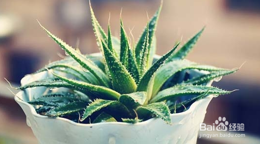 办公桌上放什么植物可以吸收辐射