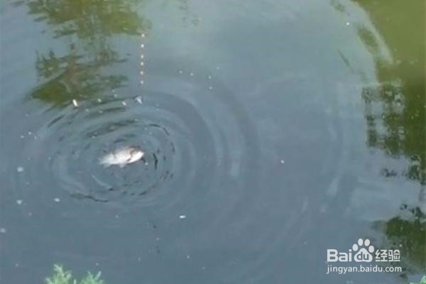 现在怎样钓鲫鱼