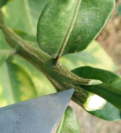 柚子树怎样嫁接