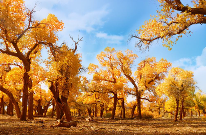 想知道胡杨是什么植物