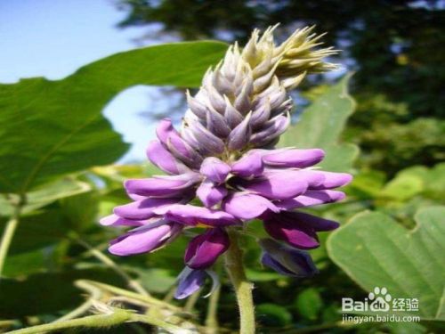 葛花的功效与作用 百度经验