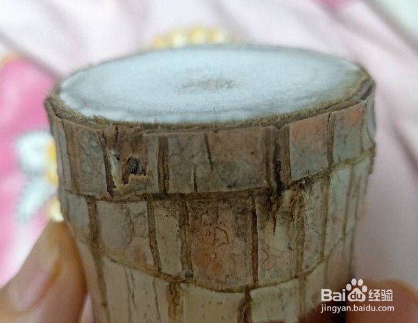 巴西木长白毛了怎么办