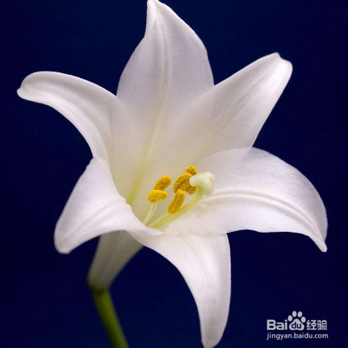 百合竹叶子发黄怎么办?