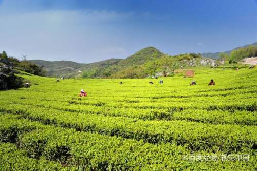 如何查看全国春茶地图