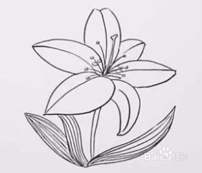 百合花简笔画教程