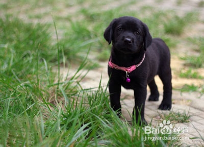 三类拉布拉多的喂养技巧