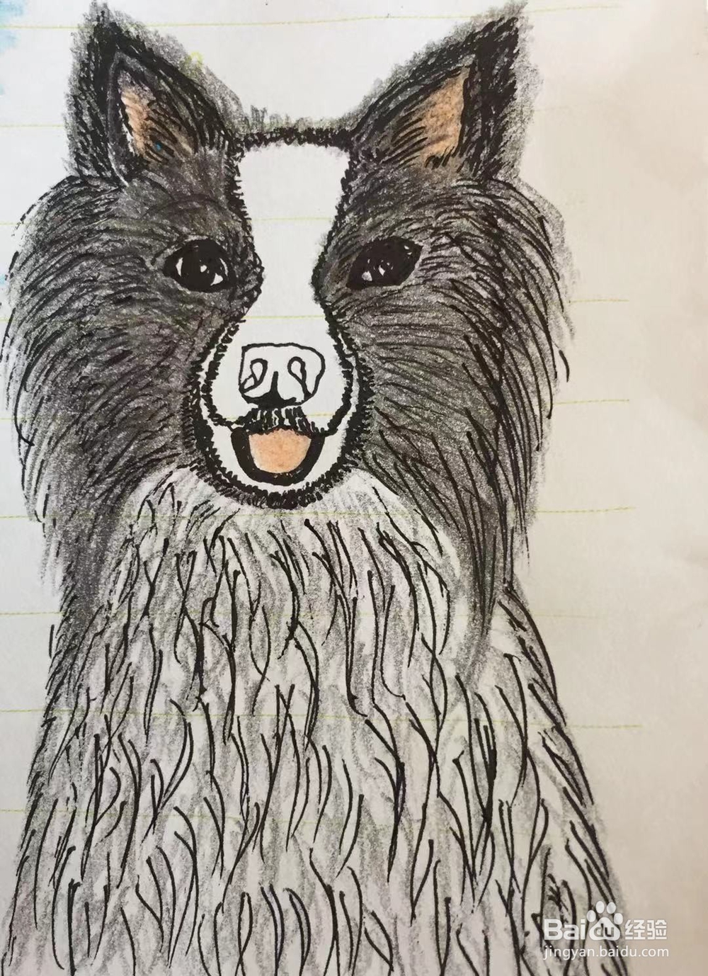 插画教程之边牧犬