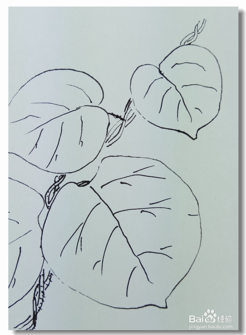 怎样画钢笔画“猕猴桃的叶子”?