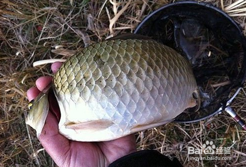 垂钓技巧 冬天钓鱼的小技巧