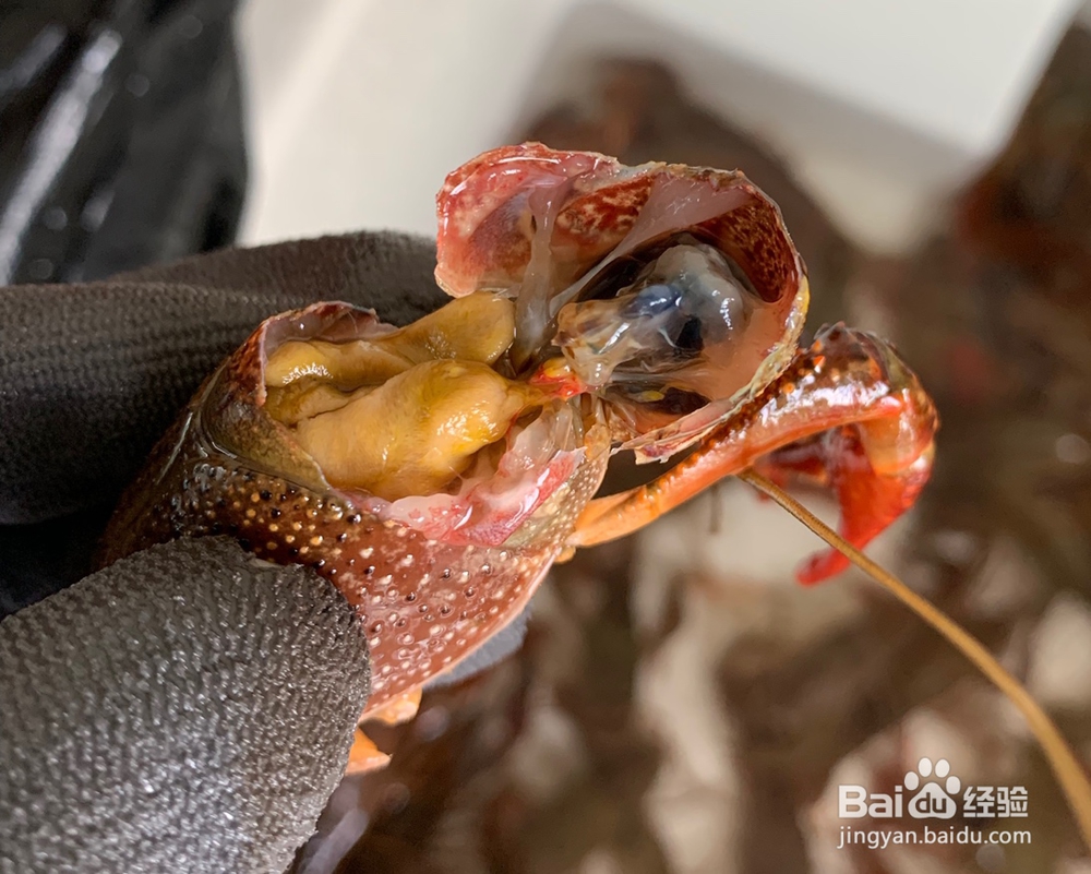 好吃到哭的蒜蓉小龙虾