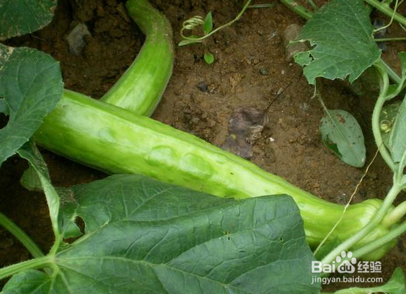 越瓜的功效和作用