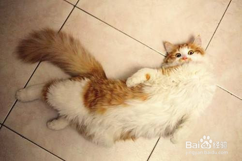 春季母猫发情怎么办