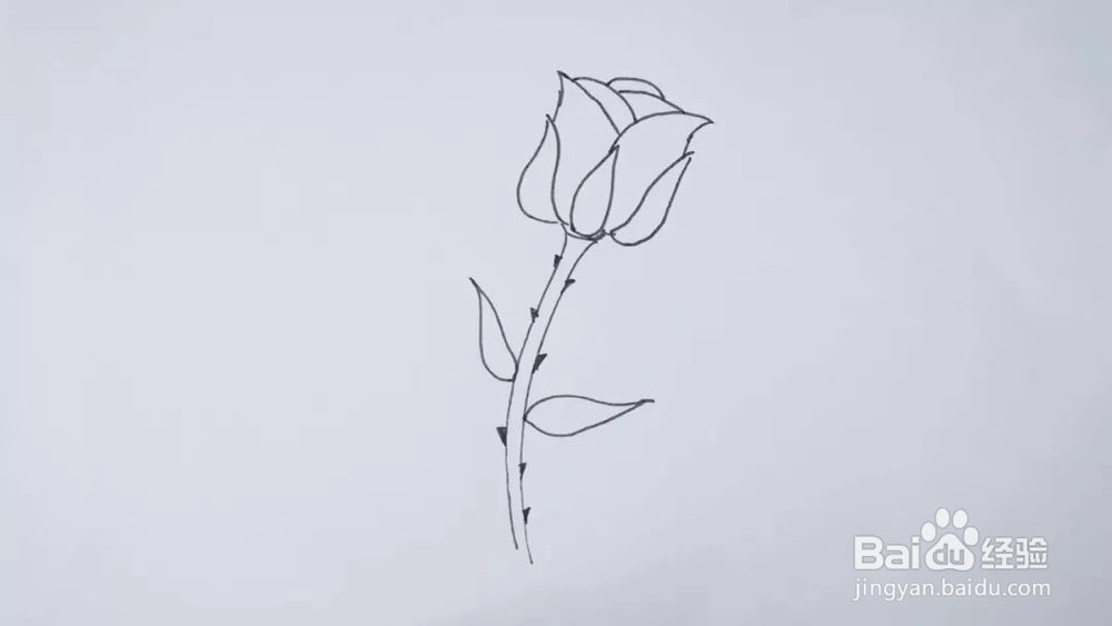 植物系列——十步教你绘画植物玫瑰花