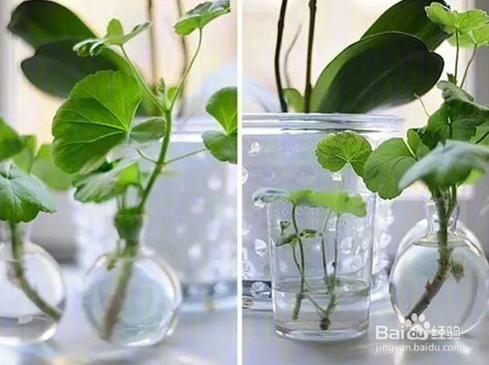 扯几片叶子就能重新载新的盆景植物的植物和方法