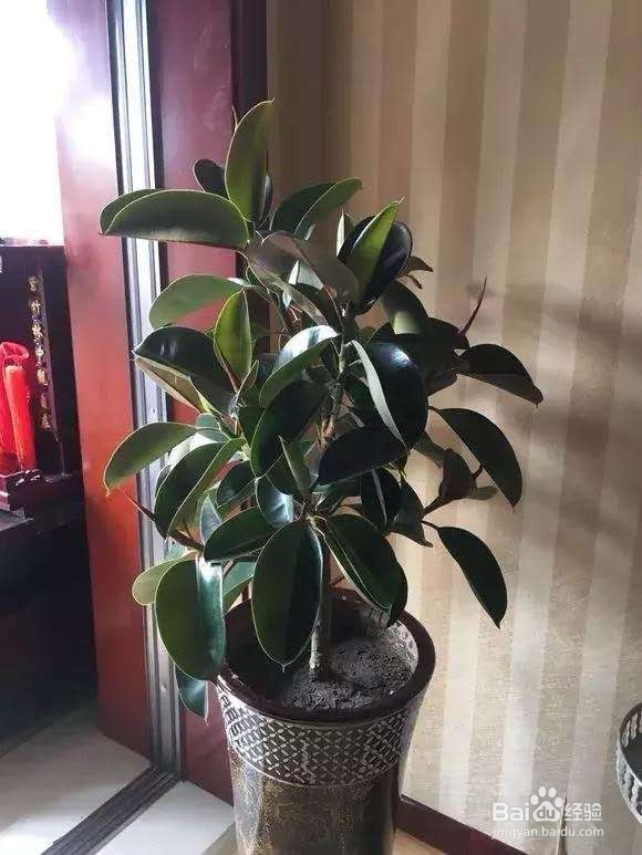 橡皮树叶子插土里,结果却让人失望!