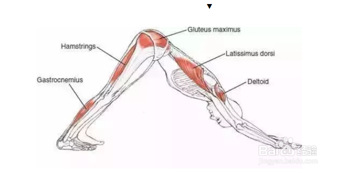 跟大师兄学瑜伽之下犬式 多少人被误导了