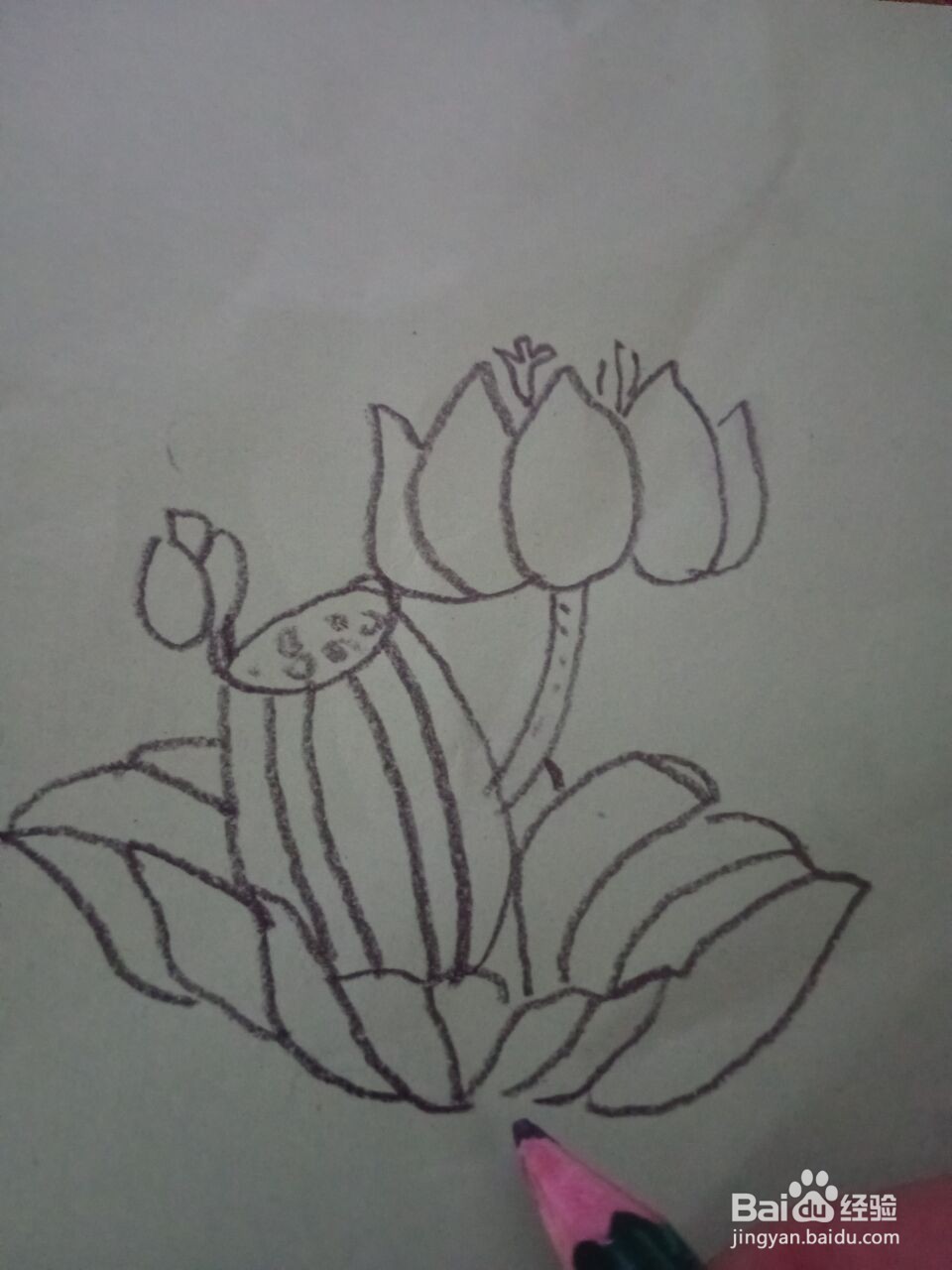 荷花的简笔画怎么画？