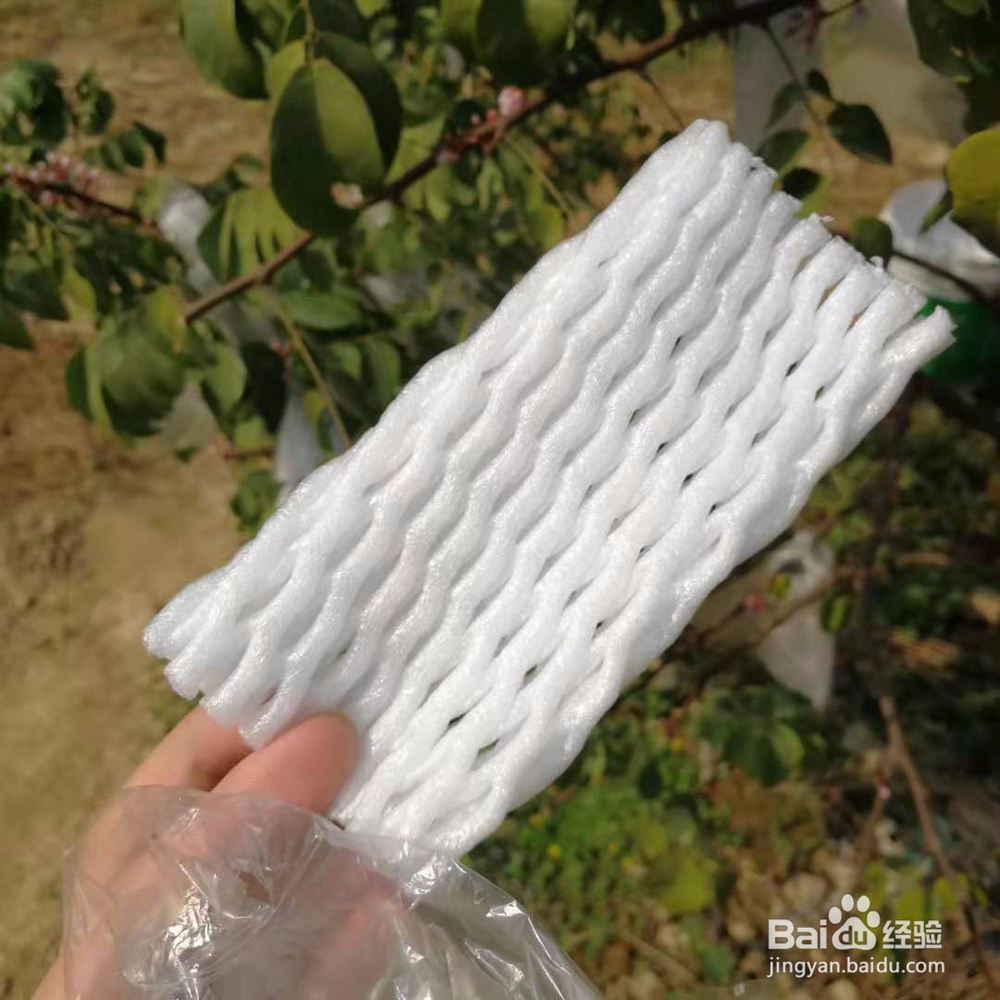 如何防止杨桃等水果被针蜂叮，保证质量