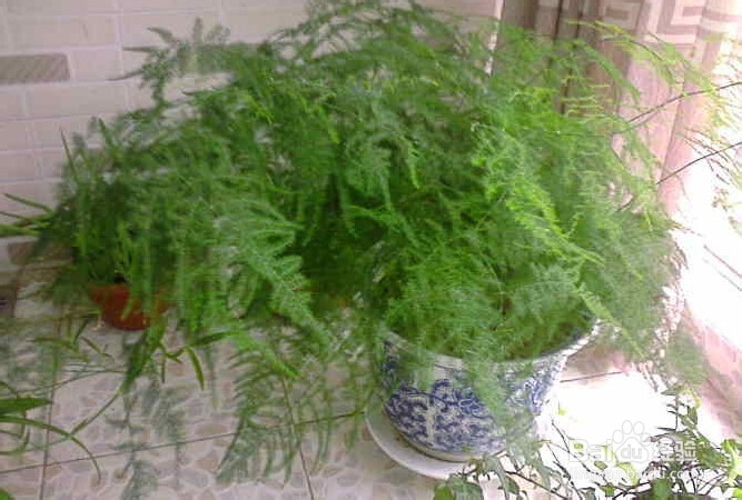 14种植物放入室内的奇异功效----一定要看哟