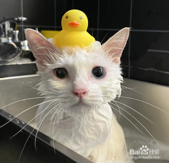 猫洗澡三大禁忌