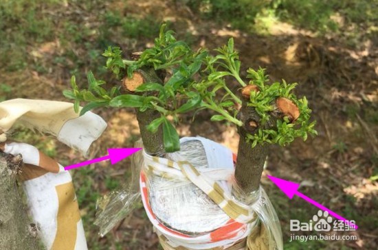 杨梅树嫁接方法