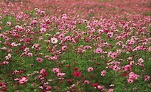 春天如何预防花粉过敏