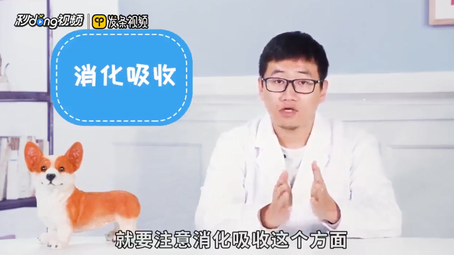 如何让狗狗长胖