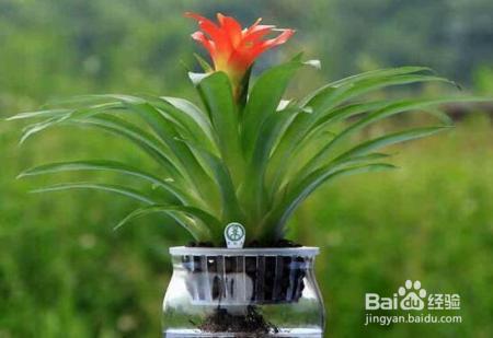 夏天来了,君子兰文竹富贵竹等10种花卉暴晒必死!