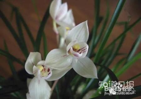 100种兰花品种图鉴，花开瞬间，艳冠群芳！