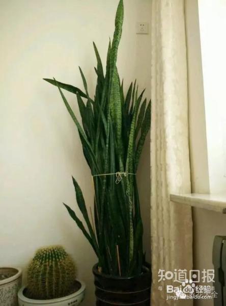 他养的花长到戳屋顶,咋养的