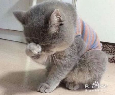 猫咪的嘴很臭，猫咪口臭是什么原因引起的