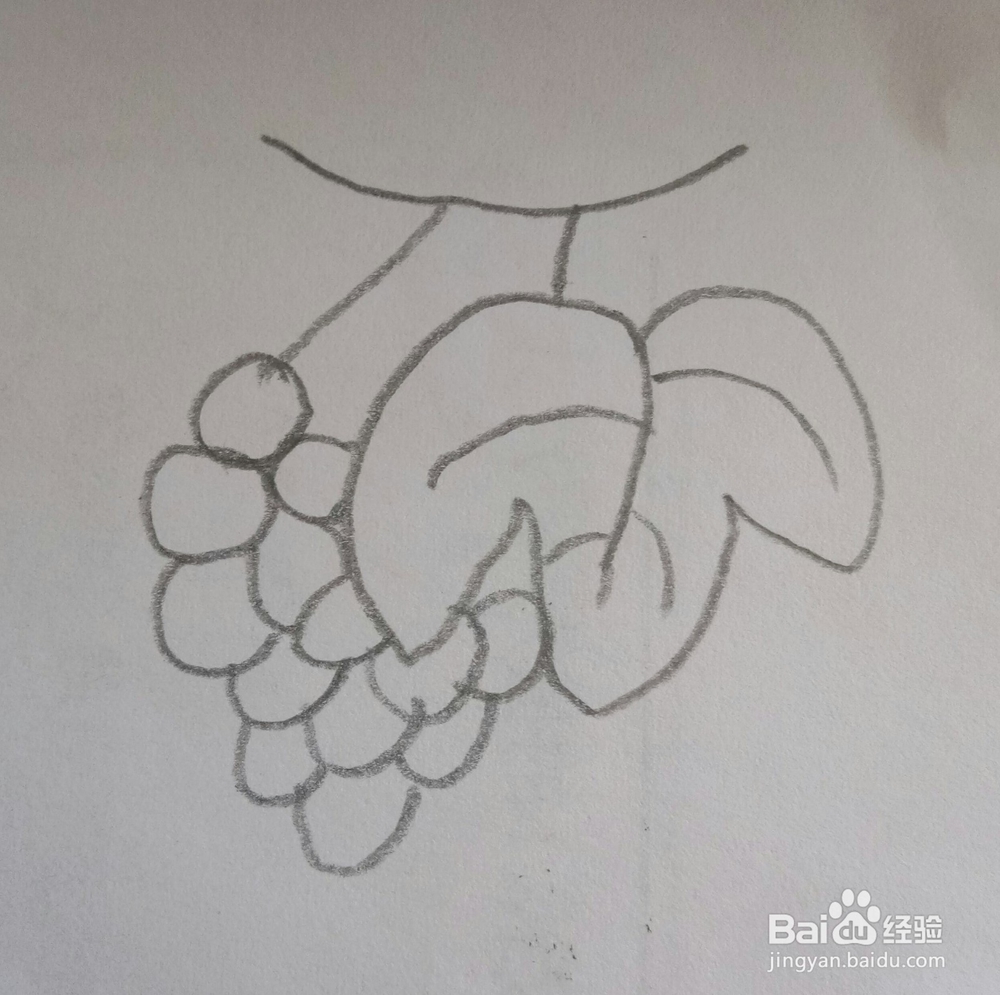 儿童简笔画葡萄的画法3