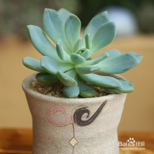 多肉冬天怎么养护