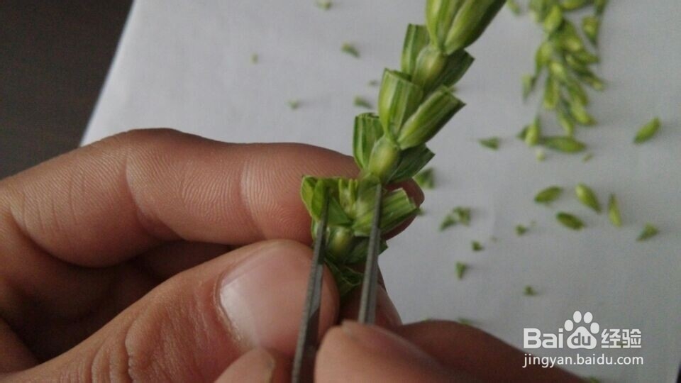 小麦去雄步骤