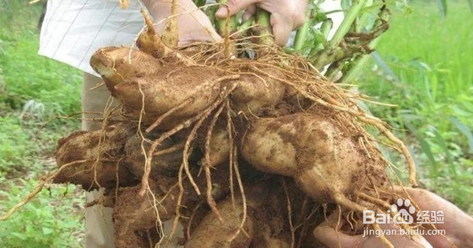 雪莲果种植方法