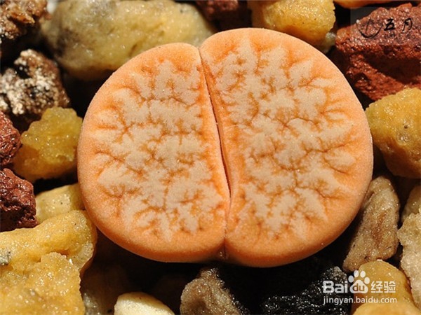 如何养好多肉植物生石花