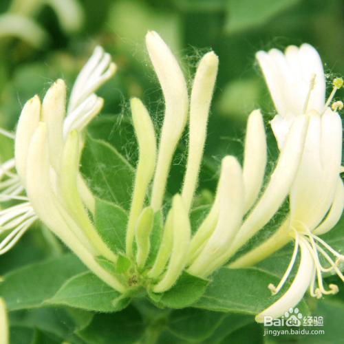 金银花施肥要注意哪些？