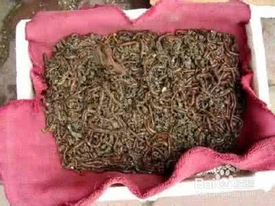 怎样挖沙蚕简单