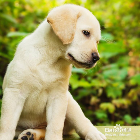 如何饲养拉布拉多 科学合理的喂养