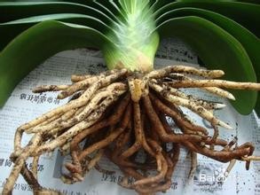 家中如何养好君子兰