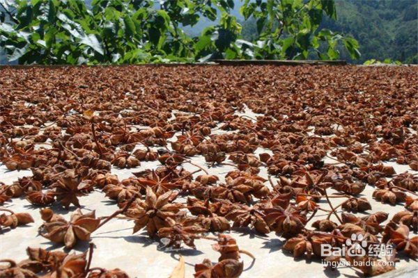 八角烘干方法和八角烘干机的选择