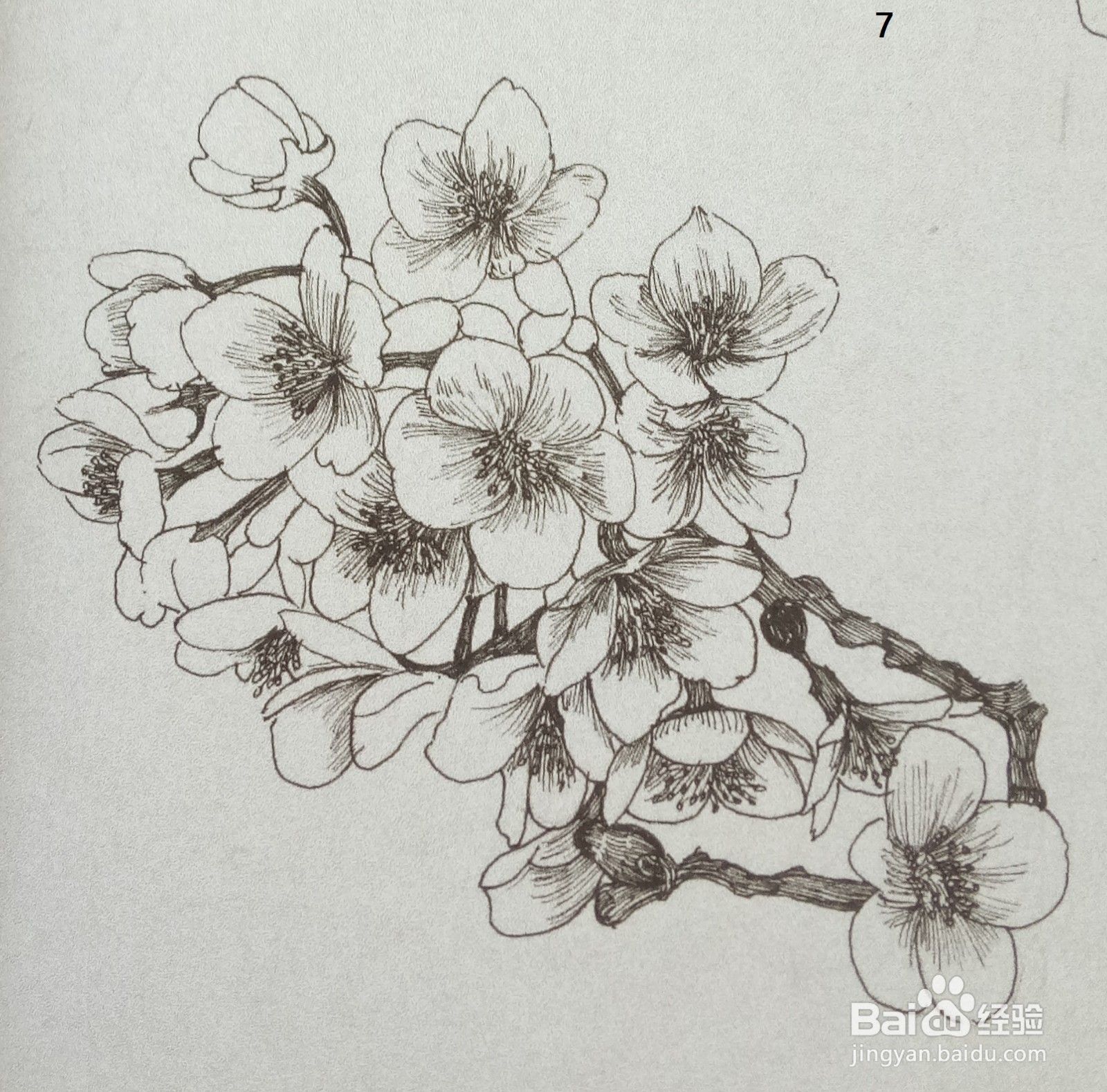 用钢笔绘制一簇桃花的画法