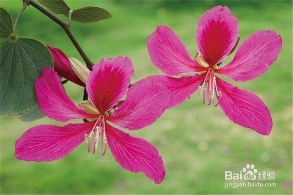 羊蹄甲的养殖小贴士